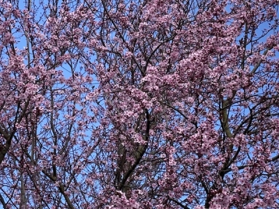 ぐー家の前の桜もどき。
