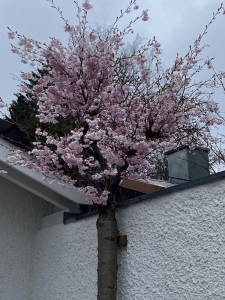 ご近所で一番綺麗な桜