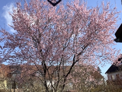 うちの前の桜もどき