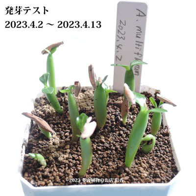 succulent-saika_adenium-multiflorum-seeds_1_d_20230413084832.jpg