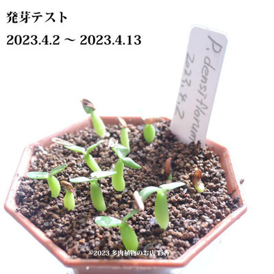 succulent-saika_pachypodium-densiflorum-seeds_1_d_20230413085023.jpg