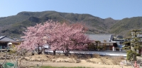 光明寺桜
