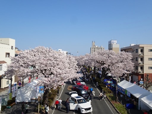 平和通りの桜並木