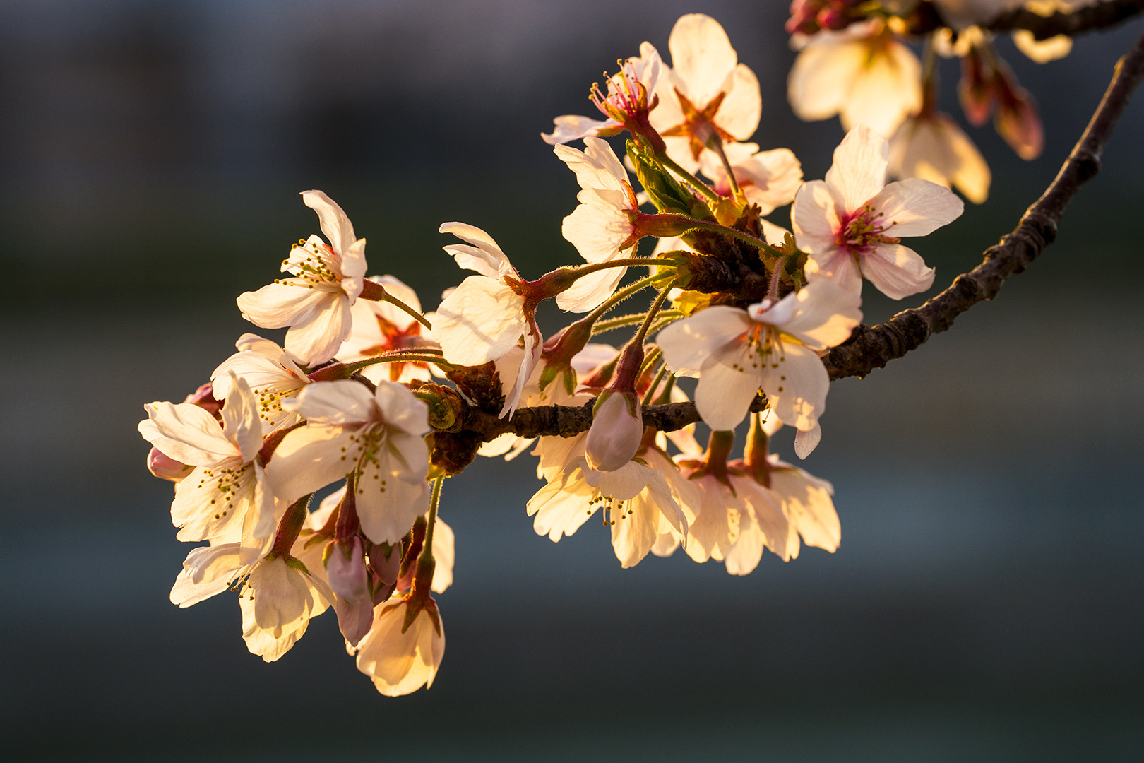 桜と朝日-03(230401)