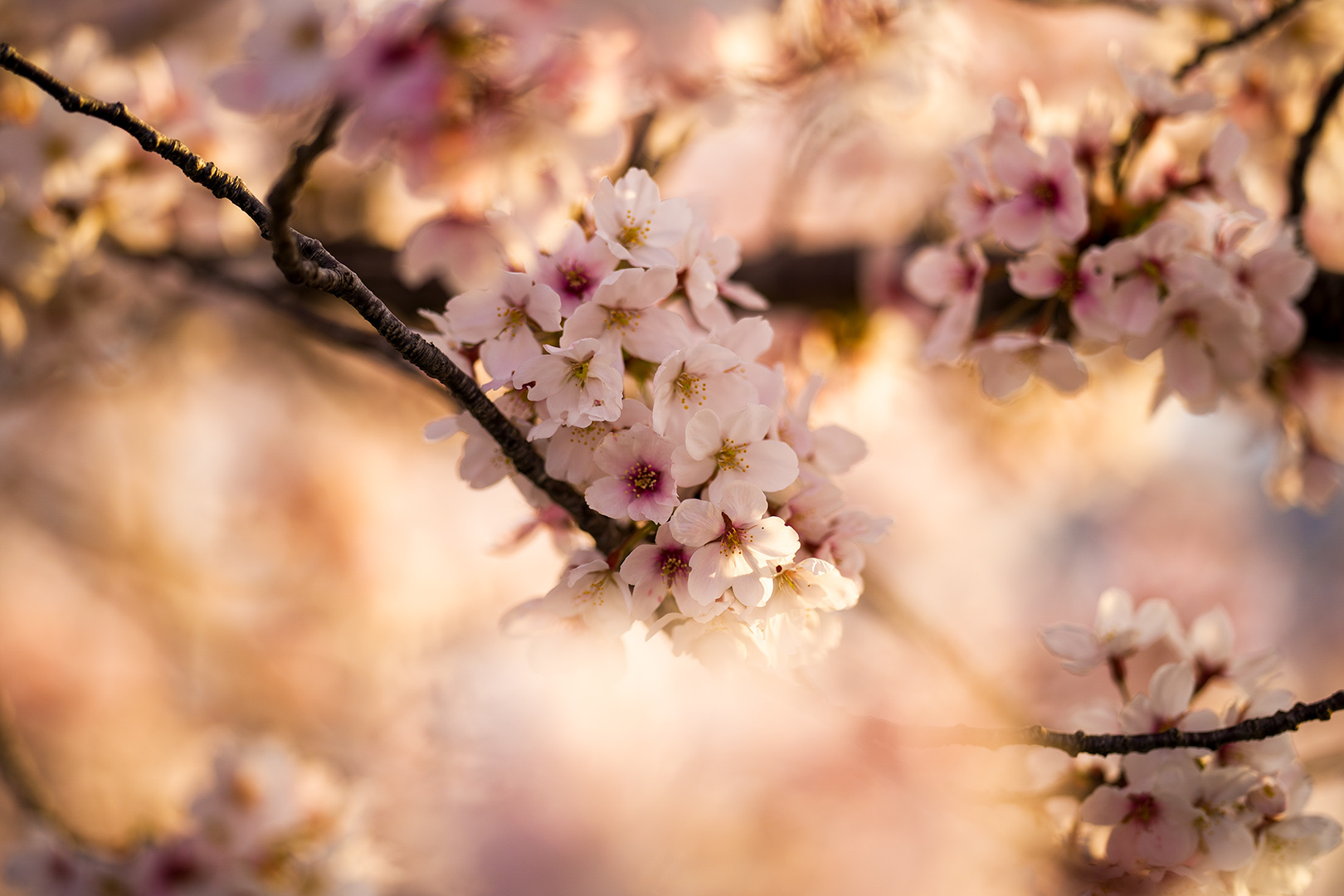 桜と朝日-04(230401)