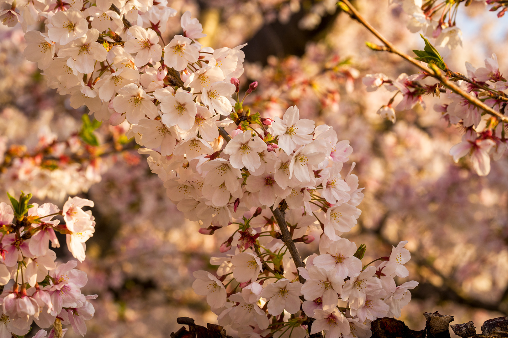 桜と朝日-05(230401)