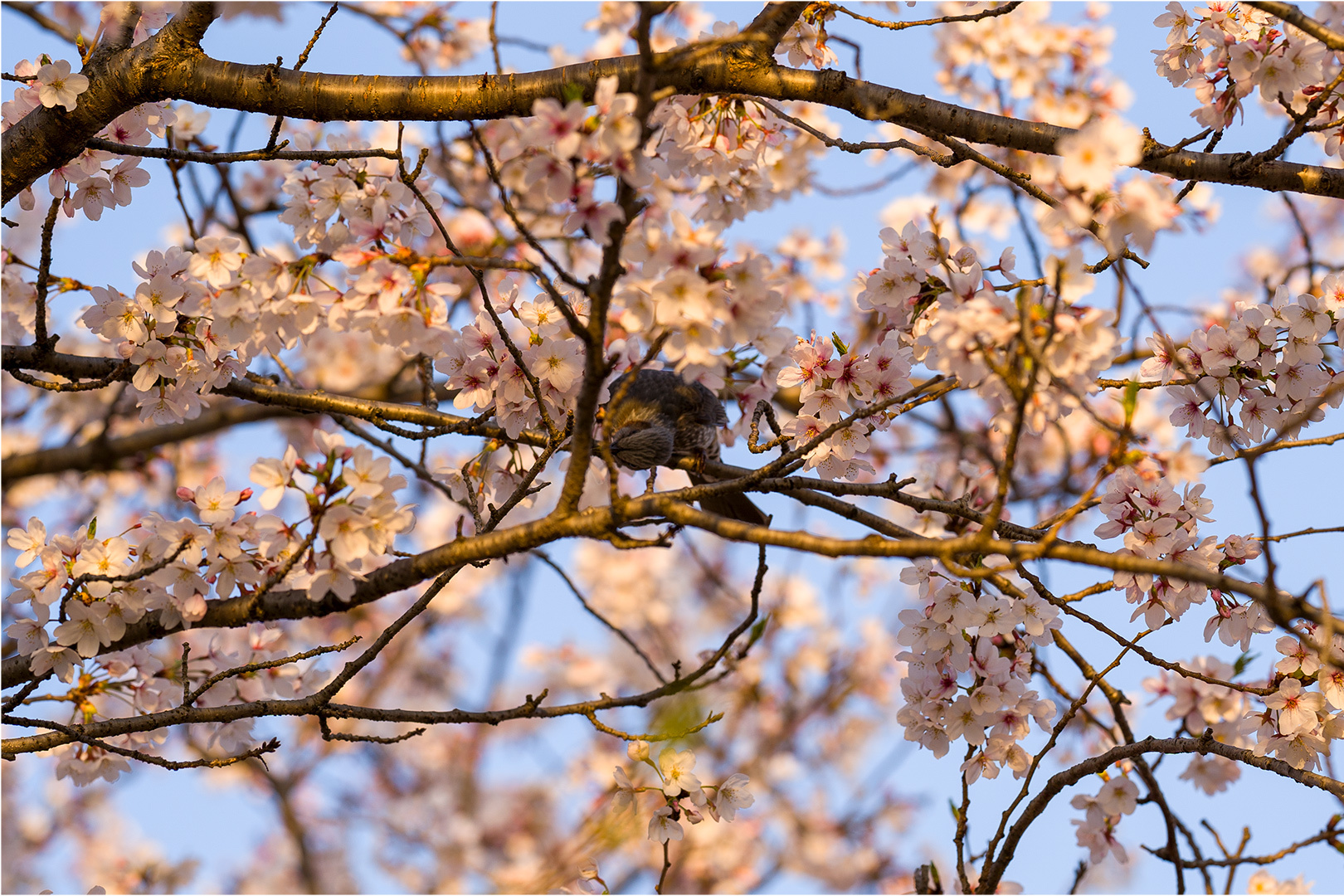 桜と朝日-06(230401)
