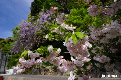 安楽寺の藤と牡丹桜