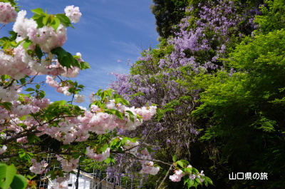 安楽寺の藤と牡丹桜