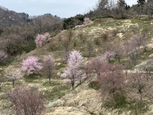 棚田の桜 (4)