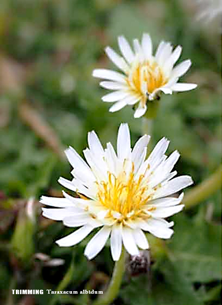 白花タンポポ2