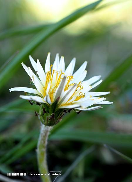 白花タンポポ4