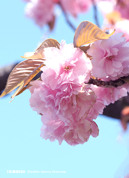 牡丹桜5