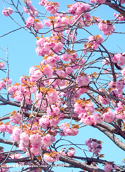 牡丹桜7