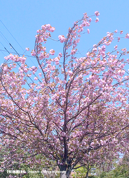 牡丹桜9